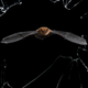 Illustration for article titled Sneak a Peek at the Years Best Wildlife Photography